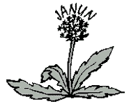 janun-logo picture